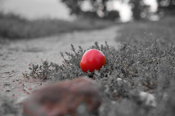 Tomate am Wegesrand