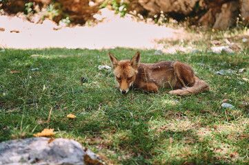 Red Fox Resting Peacefully on the Lush Green Grass in a Sunny Natural Setting