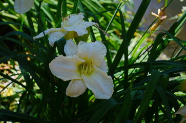 Blooming Hemerocallis - Daylily white flowers
