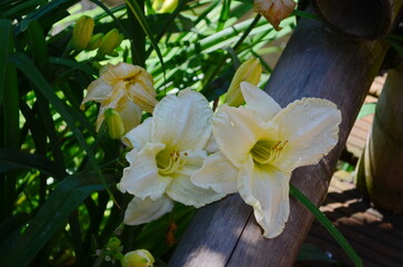 Blooming Hemerocallis - Daylily white flowers