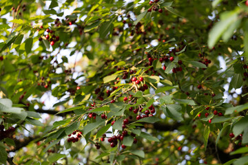 Ripe red cherries hanging in clusters on a tree, seen from below. Sunny summer day, juicy fruits...