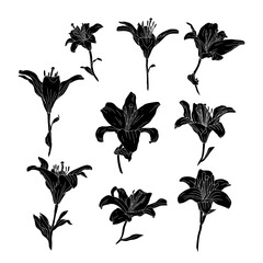 Hand drawn black silhouette of lily bloom with stem and leaf linocut. Monochrome birth month May flower. Botanical vector illustration isolated on white.