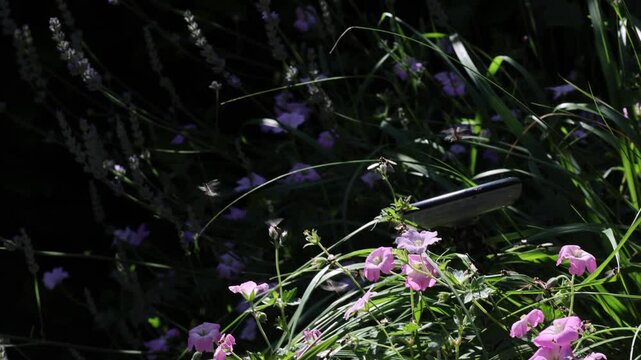 Tausende von fliegenden Ameisen verlassen zur gleichen Zeit ihren Bau, um neue V&ouml;lker zu Gr&uuml;nden. Sie befanden sich in einem Ameisennest in einem Hochbeet.