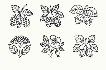 Black and white botanical line art of berries and flowers