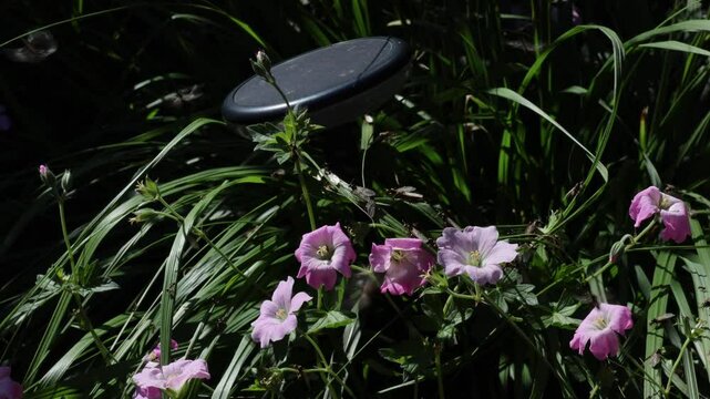 Tausende von fliegenden Ameisen verlassen zur gleichen Zeit ihren Bau, um neue V&ouml;lker zu Gr&uuml;nden. Sie befanden sich in einem Ameisennest in einem Hochbeet.