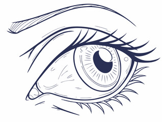 Human eye. Drawn human eye. Vector illustration