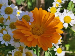 yellow flowers in the garden