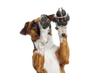 A brown and white dog raises both front paws, showing its paw pads with a curious expression.