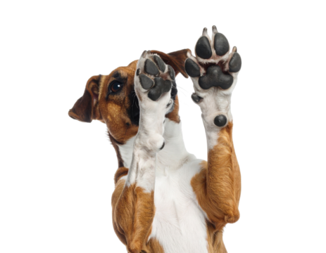 A brown and white dog raises both front paws, showing its paw pads with a curious expression.