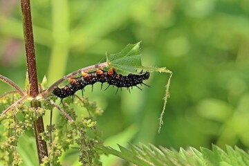 Raupe des Tagpfauenauges (Aglais io) an Brennnessel