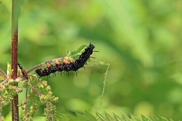 Raupe des Tagpfauenauges (Aglais io) an Brennnessel
mit Rotbauchigem Laubschnellkäfer (Athous haemorrhoidalis)