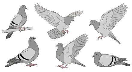 Obraz premium Pigeons in various poses and angles illustrating their wing movements 
