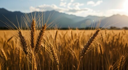 Naklejka premium Golden Wheat Field at Sunset: Abundance and Rural Beauty
