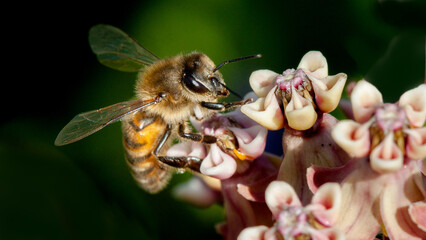 bee on a flower