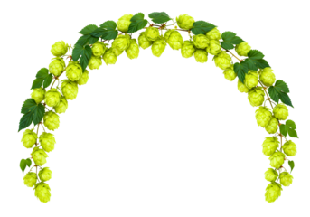Green hop cones and leaves arranged in an arch isolated on transparent background