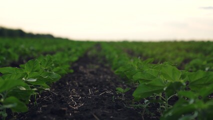 Agriculture, Young plants growing in a field, Early morning on the farm, Green leaves sprouting from soil, Agriculture and farming scene, Fresh seedlings in rows, Rich fertile earth, Crop cultivation