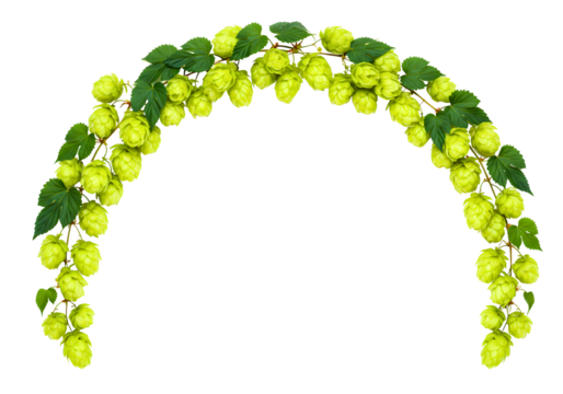 Green hop cones and leaves arranged in an arch isolated on transparent background