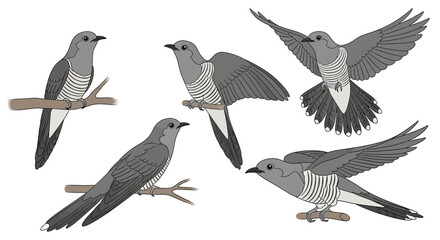 Cuckoo birds in various poses and angles on branches  