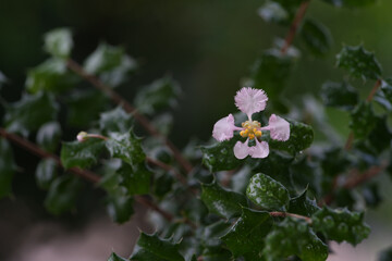 Singapore Holly pink flower macro closeup