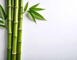 Fresh bamboo stalks and leaves on white