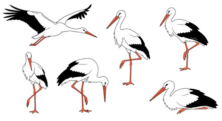 Stork in various poses with different angles and colors  