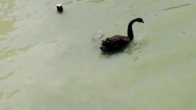 black swan cygnus olor