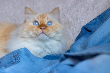 Blue-eyed cat sitting on blue jeans