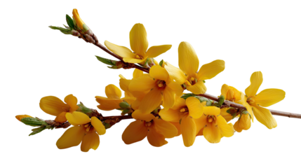 Golden Bloom: A radiant branch of forsythia bursts with vibrant yellow flowers and fresh green buds, symbolizing the renewal and beauty of spring