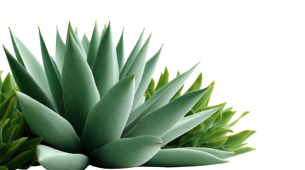 Succulent Plant: An elegant image capturing the intricate details of a vibrant green succulent plant with its captivating symmetry and texture against the natural backdrop. 