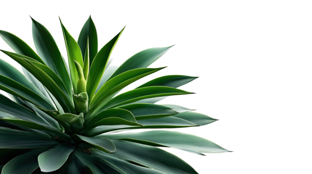 Agave Plant in Close-Up: a stunning, full-frame photograph that captures the intricate detail of the vibrant plant, featuring strong lines, a dynamic shape, and a rich color palette. 