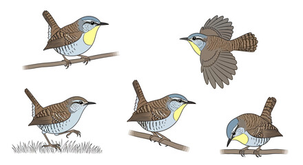 Wren birds in various poses and angles on branches and grass  