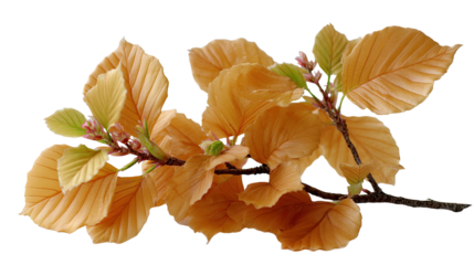 Autumn Beech Branch: Delicate amber and light green beech leaves sprout on a slender branch, signifying the transition of seasons.