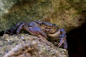 Maltese Freshwater Crab, Potamon fluviatile lanfrancoi, known as Qabru. Endemic to island of Malta