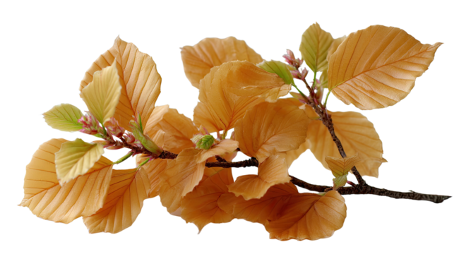 Autumn Beech Branch: Delicate amber and light green beech leaves sprout on a slender branch, signifying the transition of seasons.