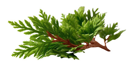 Fototapeta premium Cedar Sprig: A vibrant, fresh cedar sprig with lush green foliage and reddish-brown stems, perfect for adding a touch of natural beauty to any design.