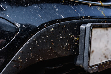 Killed insects on the bumper of the car, broken midges.