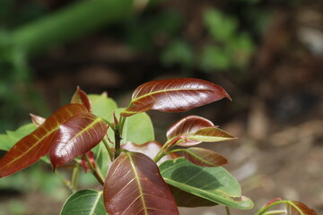 Young leaves of Ficus lacor Buch