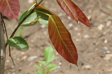 Young leaves of Ficus lacor Buch
