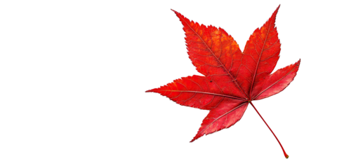 Autumn red leaf from, natural foliage design isolated on white transparent background