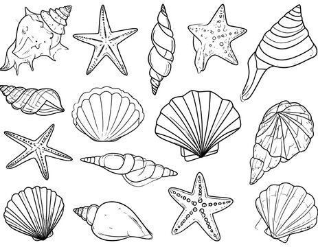 Black and white seashells and starfish