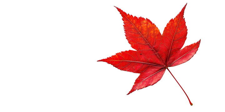 Autumn red leaf from, natural foliage design isolated on white transparent background