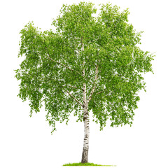 A single birch tree with lush green leaves stands tall against a black background