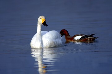 Whooper Swan and Common Pochard Swimming Together on Calm Lake