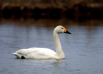 Whooper Swan Gliding Quietly on Lake with Brown Background