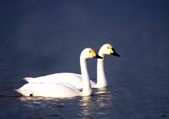 Two Whooper Swans Swimming Side by Side on Calm Lake