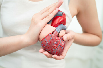 Cardiovascular disease CVD, Asian woman with heart human anatomy model.