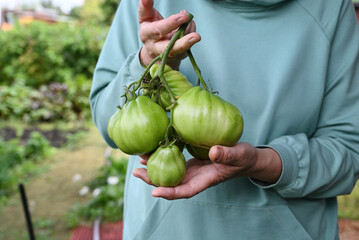 Person holding a cluster of unripe green tomatoes in a garden during the growing season