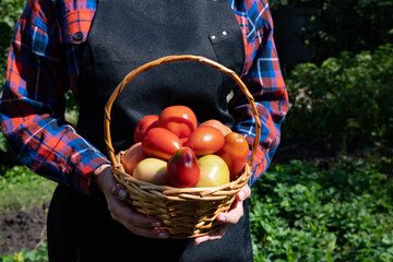 Woman holding a basket of fresh tomatoes and apples in a sunny garden during harvest season