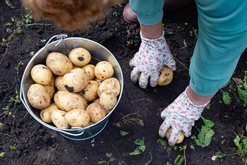 Harvesting fresh potatoes in the garden on a sunny afternoon with gardening tools nearby