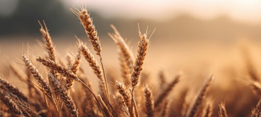 Fototapeta premium The golden wheat field glowing in the evening sunlight.